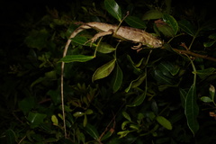 Calotes versicolor