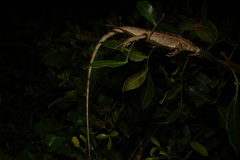 Calotes versicolor