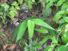 Ocimum monocotyloides