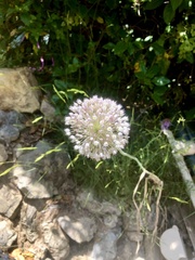 Allium polyanthum