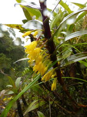 Maxillaria alticola