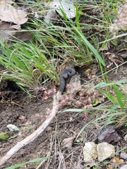 Metlapilcoatlus indomitus