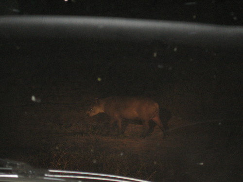 Tapirus terrestris