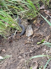 Metlapilcoatlus indomitus