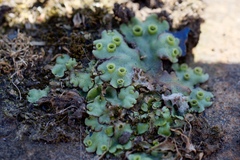 Marchantia polymorpha