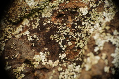 Lecanoromycetes