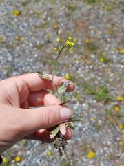 Draba albertina