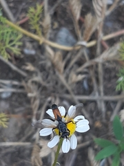 Cylindromyia