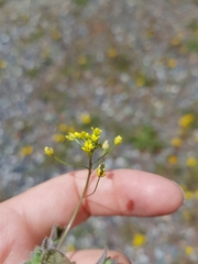 Draba albertina