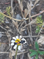 Cylindromyia