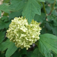 Viburnum