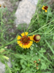 Helenium quadridentatum