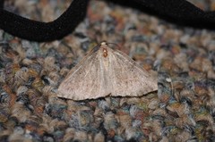 Drepanulatrix bifilata