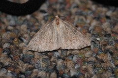 Drepanulatrix bifilata