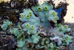 Marchantia polymorpha