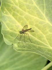 Chrysopilus asiliformis