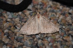 Drepanulatrix bifilata