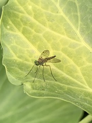 Chrysopilus asiliformis