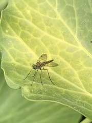Chrysopilus asiliformis