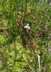 Pogonia japonica