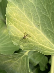 Chrysopilus asiliformis