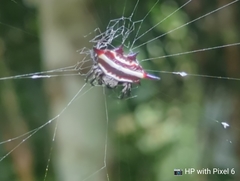 Gasteracantha doriae