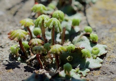 Marchantia polymorpha