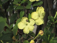 Brunfelsia americana