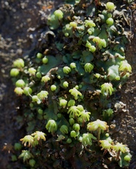 Marchantia polymorpha