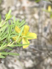 Hypericum galioides