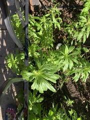 Dysphania ambrosioides