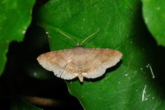 Mecodina bisignata