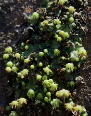 Marchantia polymorpha