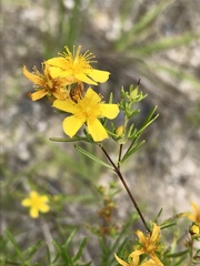 Hypericum galioides