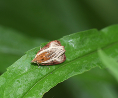 Olethreutes quadrifidum