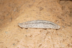 Veronicellidae
