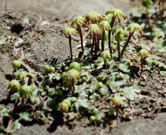 Marchantia polymorpha