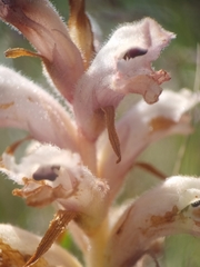 Orobanche caryophyllacea