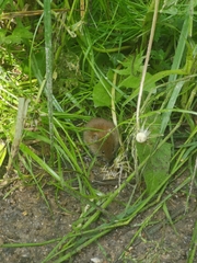 Microtus agrestis
