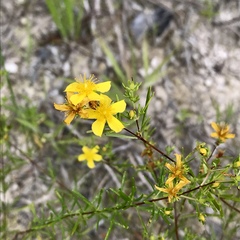 Hypericum galioides