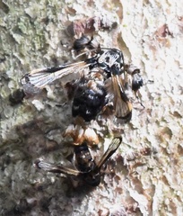 Tyrictaca hyalina