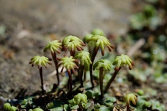 Marchantia polymorpha