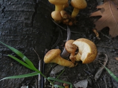 Fungi