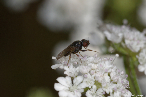 Siphonella oscinina