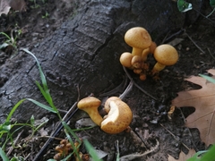 Fungi