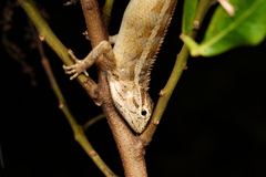 Calotes versicolor