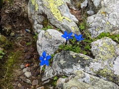 Gentiana brachyphylla brachyphylla