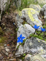 Gentiana brachyphylla brachyphylla