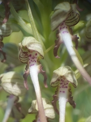 Himantoglossum hircinum