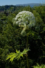 Heracleum mantegazzianum